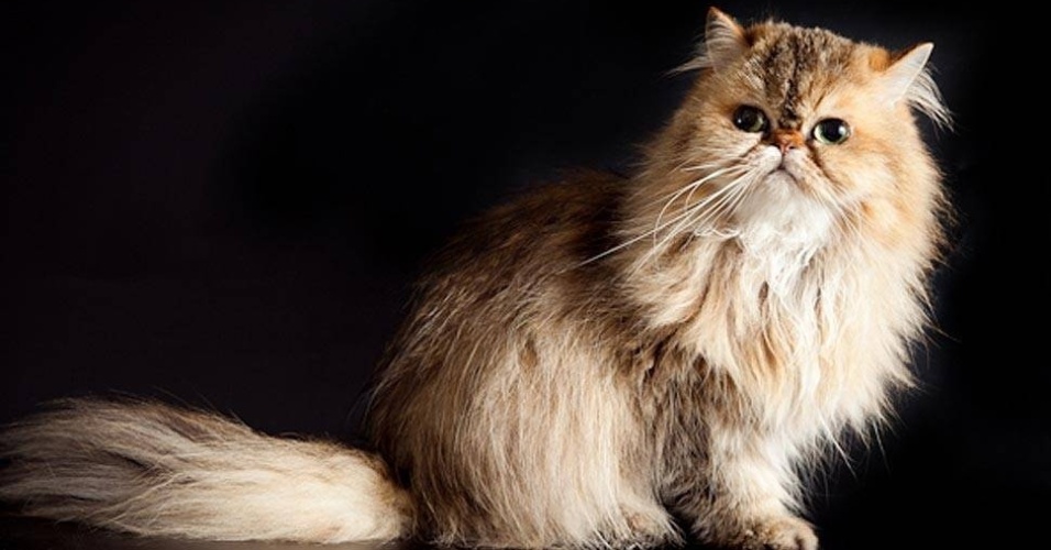 Ela começou a publicá-las na internet e começaram a fazer sucesso  - Giane Portal 