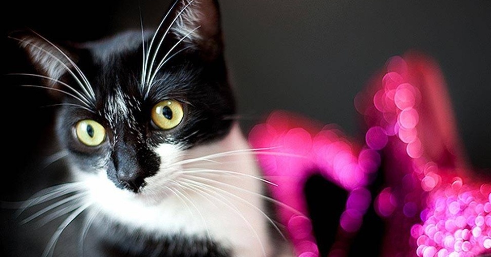 Ela também costuma usar objetos do prórprio bichinho para ele se acostumar com o espaço  - Giane Portal 