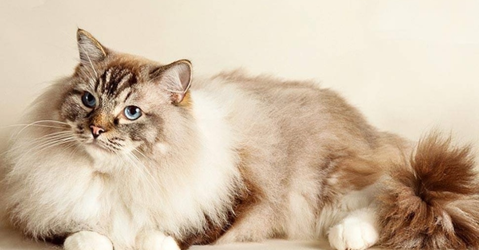 Em busca de atenção, os bichanos também acabam "posando" para as fotos  - Giane Portal 