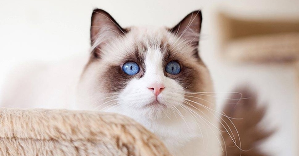 Hoje, ela vai até a casa de clientes que querem ter fotos bonitas de seus bichinhos  - Giane Portal 