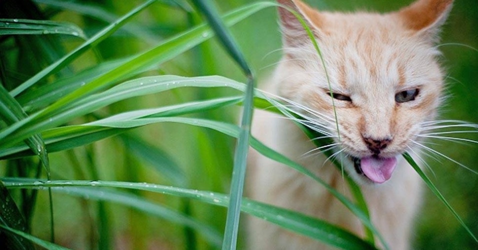 Mas muitas vezes, o trabalho acaba sendo como o de um fotógrafo de natureza e Giane tem que correr atrás do bichano  - Giane Portal 