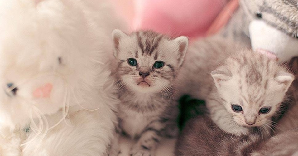 Para facilitar o trabalho, Giane estudou um pouco de psicologia felina  - Giane Portal 