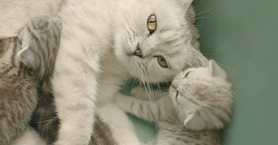 Segundo ela, é melhor não chegar fazendo carinho, mas esperar o animal se aproximar  - Giane Portal 