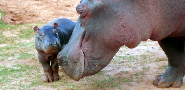 Filhote de hipopótamo protege-se ao lado da mãe em zoo de Presidente Prudente (SP) - Oliveira Jr.