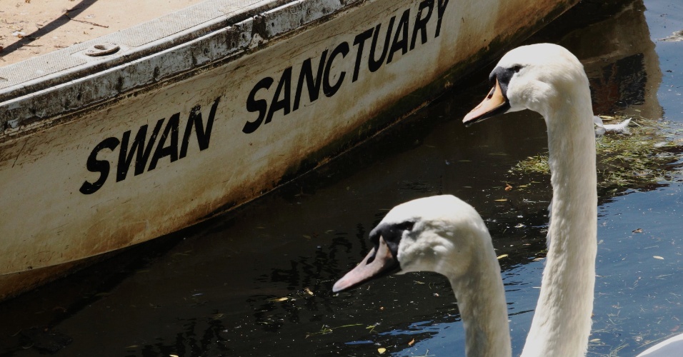 25.mai.2012 - Cisnes nadam em lago de santuário em Shepperton, perto de Londres. O santuário tem dois hectares de extensão e consiste num hospital para aves