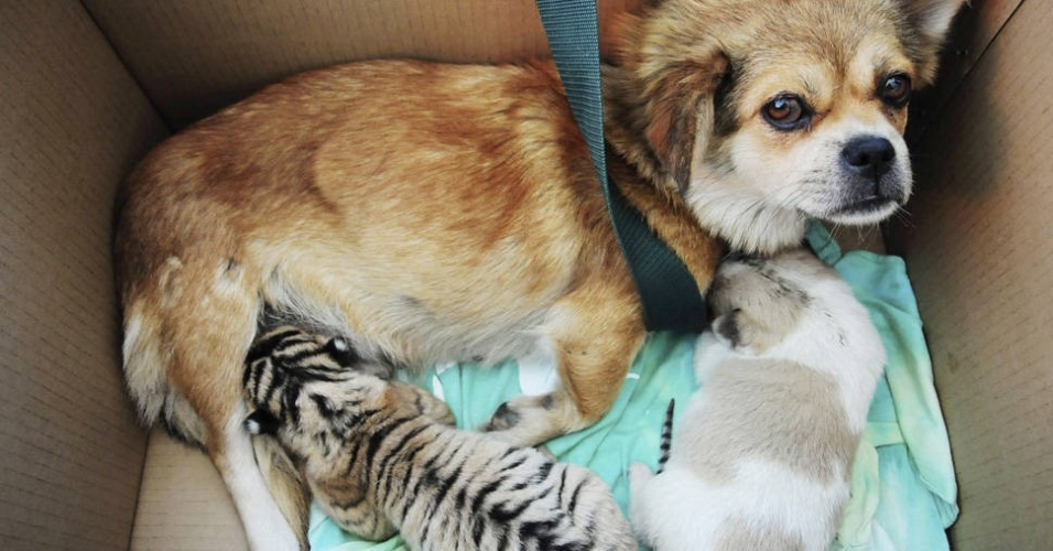 A boa relação muitas vezes acaba servindo para que um animal seja a família do outro. Neste caso, uma cadelinha alimenta um filhote de tigre siberiano em um zoológico em Qingdao, na China - Reuters
