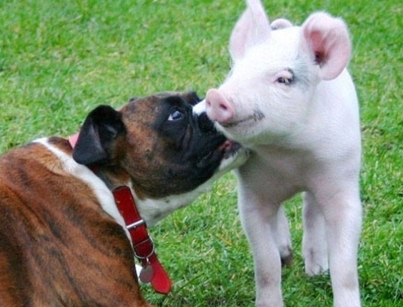 A boxer Susie tem como melhor amiga a porquinha Tabitha. As duas se conheceram em uma fazenda em Norwich, no Reino Unido e nem mesmo o dono das duas acreditou nesta amizade   - The Grosby Group 