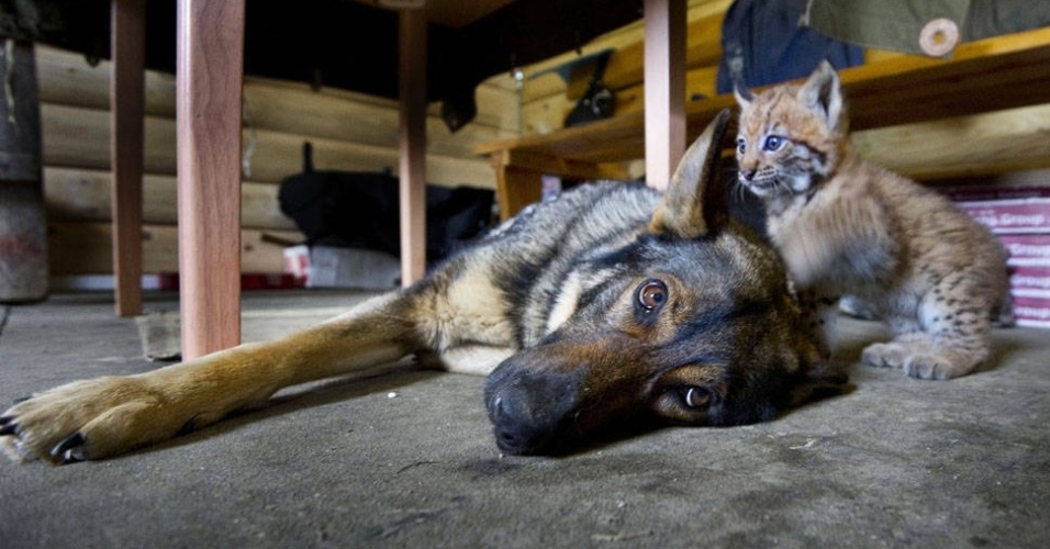 A pastor alemão Lilica ficou amiga de três linces em uma reserva de animais na Eslováquia. Os animais se reuniram através de um programa destinado a reintroduzir os gatos selvagens na natureza após sofrerem com a caça   - The Grosby Group 
