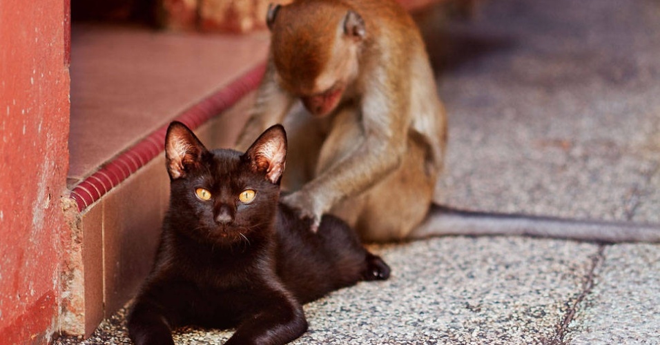 Desta vez, um gato preto ganhou uma "massagem" de um macaco em Kuala Lumpur, na Malásia. O felino ficou quietinho enquanto o macaquinho mexia em suas costas e no rabo - The Grosby Group 