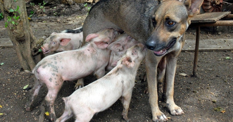Essa é a cadelinha Yeti, alimentando quatro porquinhos - Rodolfo Blanco/France Presse 