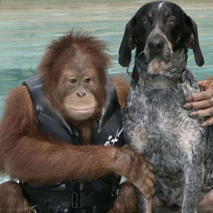 Gato e rato, cachorro e macaco, diversas são as histórias de amizade entre animais de espécias diferentes. A mais famosa é a amizade entre a orangotango Suryia e o cãozinho Roscoe. Inseparáveis, os dois chegarama até a lançar um livro juntos - The Grosby Group 