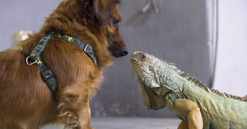 Não dá pra saber se o final foi totalmente feliz, mas aqui o cachorrinho Rambo deu aquela encarada em Orro, uma iguana - Armin Weigel/Efe