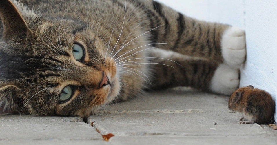 Sem essa de Tom e Jerry. Na Alemanha, um gato brinca com um rato em vez de atacá-lo   - Julian Stratenschulte/France Presse 