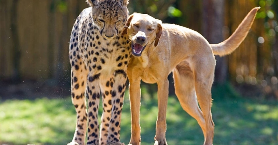 Um filhote de chita e uma labradora foram criados juntos em um parque de animais na Flórida. Kasi, a chita, tinha apenas oito semanas de idade quando foi apresentado a Mtani, um labrador de 16 semanas   - The Grosby Group 