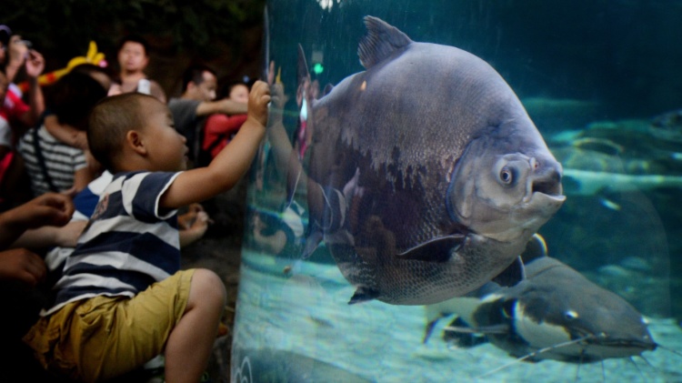 30.mai.2012 - Menino admira peixe pacu no Aquário de Pequim, o maior da China, com mais de 1.000 espécies marinhas