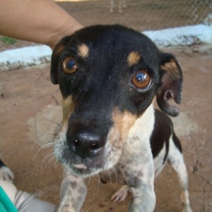 Cachorro encontrado em canil abandonado no interior paulista encontra um novo lar - Divulgação/Grupo de Amigos dos Animais