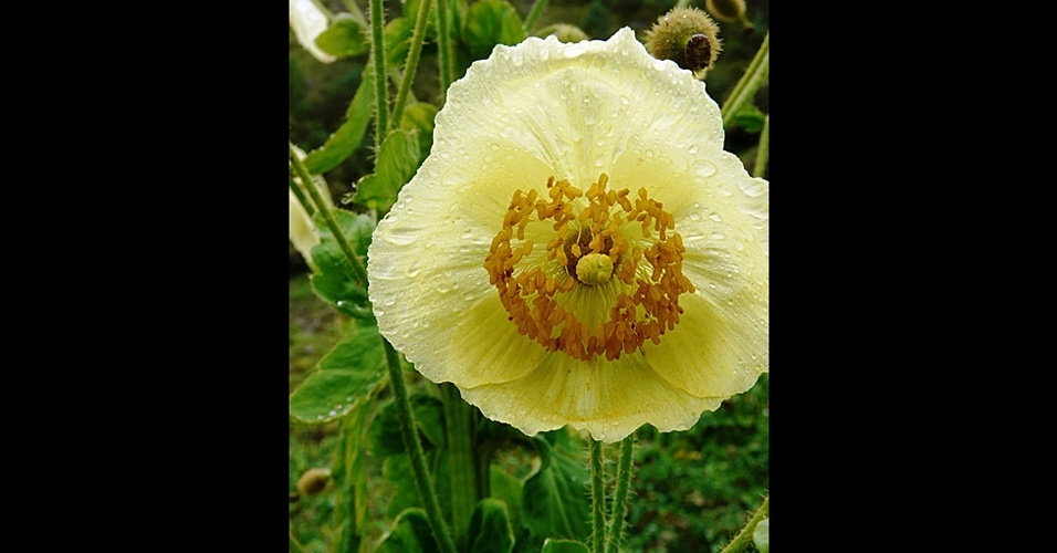 31.mai.2012 - Esta flor de papoula pode ter passado muito tempo sem ser identificada porque habita as altas montanhas do Nepal. É chamada Meconopsis autumnalis porque floresce no outono