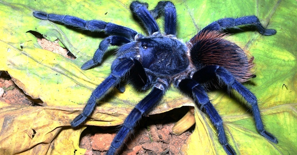 31.mai.2012 - Esta tarântula de pêlo azul é a primeira espécie brasileira a fazer parte da lista