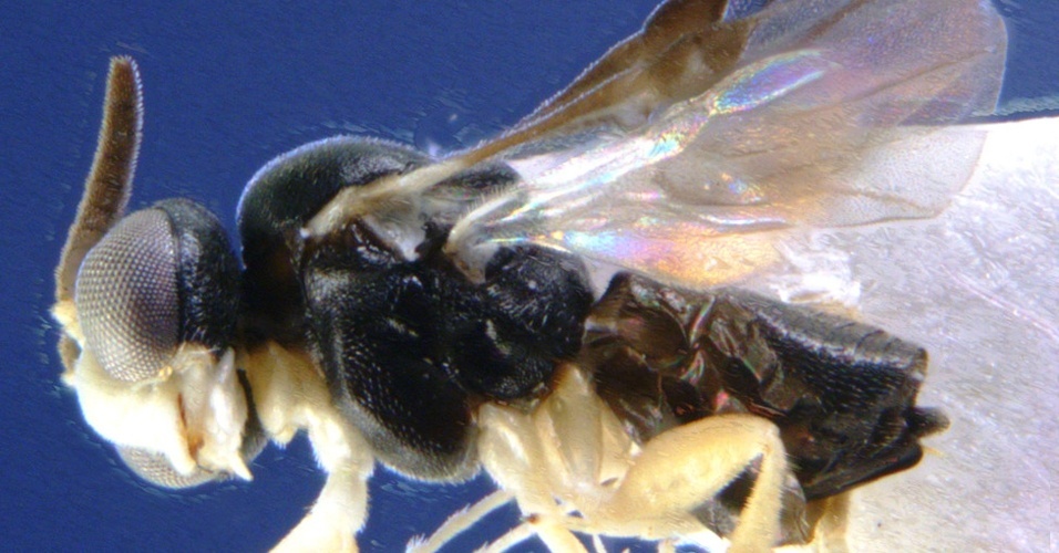 31.mai.2012 - Esta vespa parasita voa a apenas um centímetro acima do chão, em busca de formigas. Ataca em um breve "mergulho" e deposita seus ovos em menos de 1/20 de um segundo