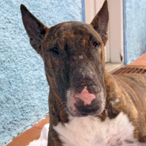 A cadela bull terrier Maggie foi roubada durante assalto em Sorocaba (SP)  - Álbum de família