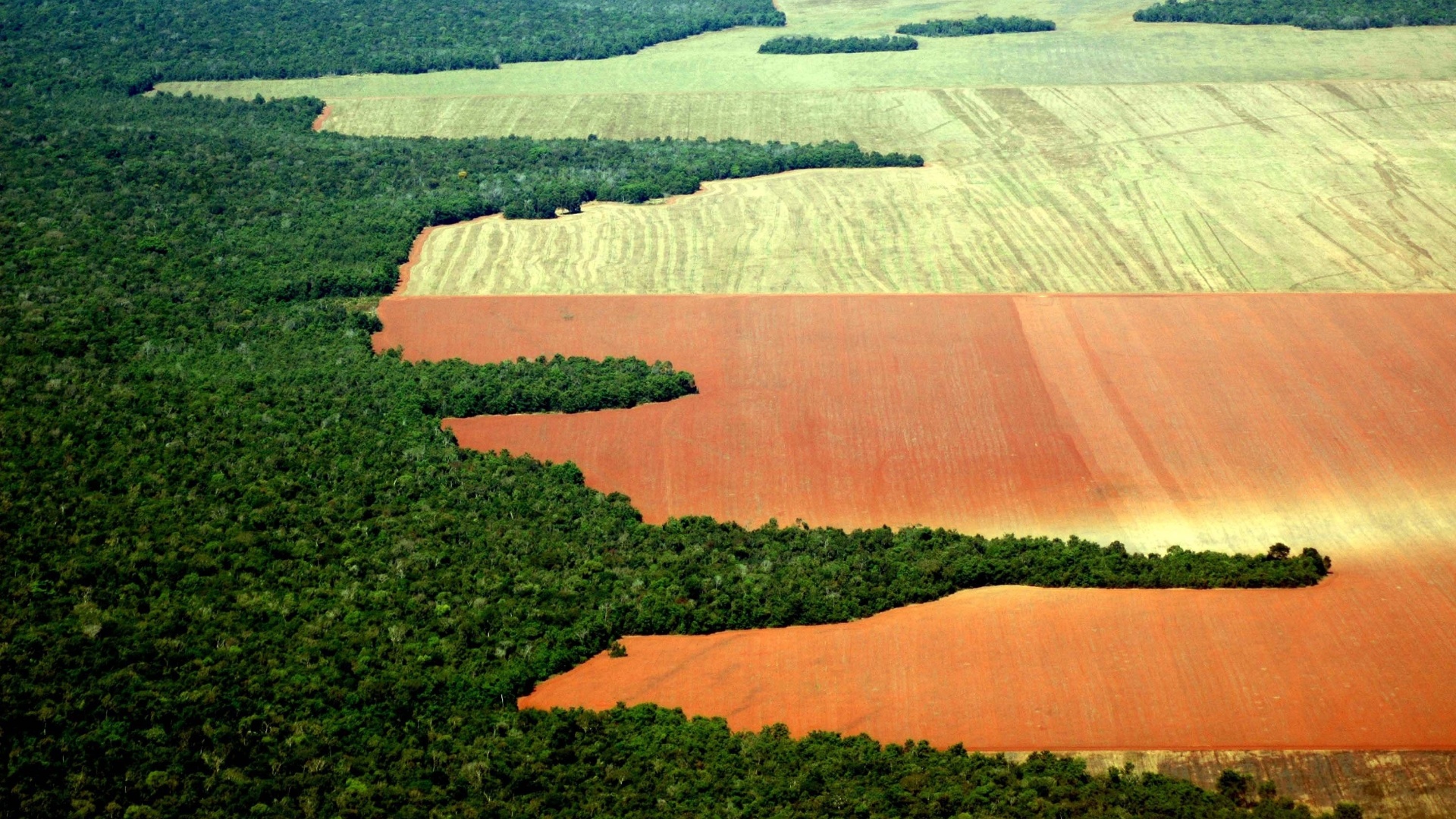 jun.2005 - Grandes extensões de floresta convertidas para a agricultura em ...