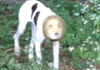 Cachorro com vasilha presa à cabeça é salvo graças à mobilização no Facebook - Beth Gresham/Reprodução Facebook