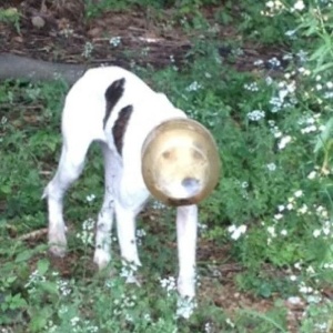Cachorro abandonado em Memphis (EUA) foi salvo de vasilhame na cabeça após comoção no Facebook - Beth Gresham/Reprodução Facebook