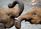 Para que serve a tromba dos elefantes? - Ishara S. Kodikara/AFP