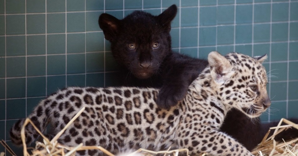 12.jun.2012 - Dois filhotes de jaguar brincam no zoológico de Berlim nesta terça-feira (12)
