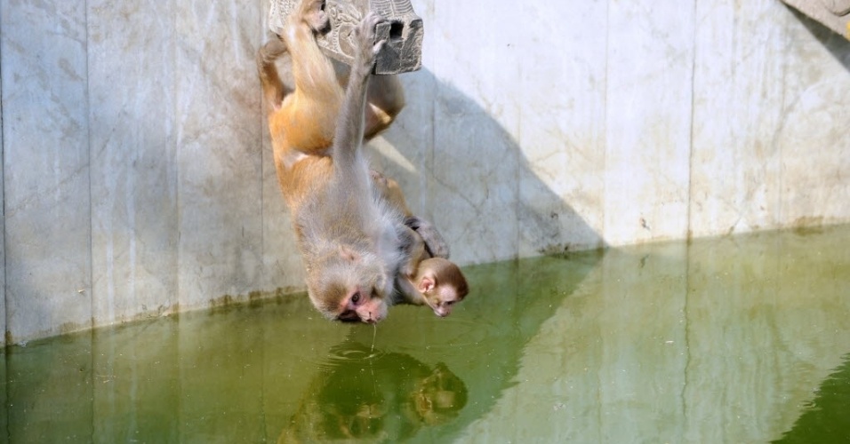 12.jun.2012 - Macaco carrega filhote enquanto bebe água em templo religioso de Katmandu, no Nepal