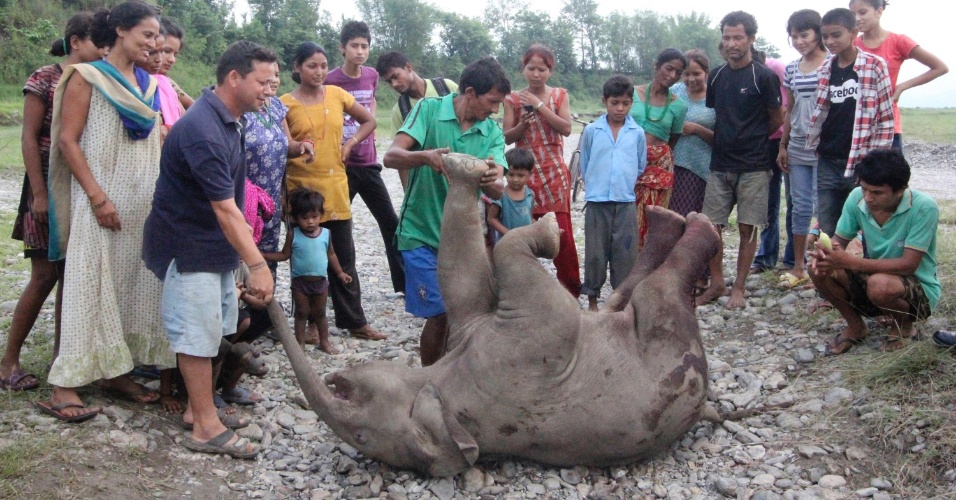 12.jun.2012 - Nepaleses cercam filhote de elefante encontrado morto na manhã em Jhapa, no Nepal, devido a uma lesão