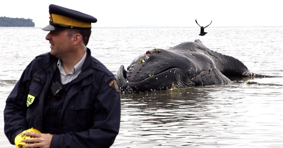 12.jun.2012 - Policial canadense monta guarda próximo ao corpo de uma baleia azul que encalhou em praia de White Rock, na Colúmbia Britânica