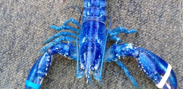 Belíssima lagosta azul capturada por pescadores no Canadá - Reprodução/CNN