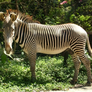Zebra grévy tem listras mais finas e focinho branco - Carlos Nader/ Divulgação Zoo SP