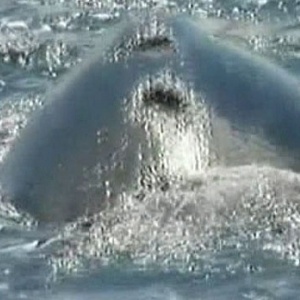 Baleias são avistadas na Patagônia - BBC