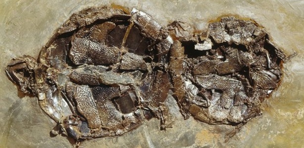 Cientistas descobriram dois pares de tartarugas fossilizados durante o ato sexual - Naturmuseum Senckenberg