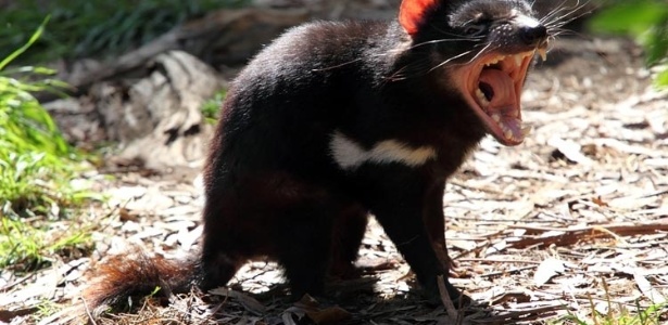 O diabo da Tasmânia é carnívoro e parece bastante agressivo, mas é um animal tímido. Vive na Tasmânia, uma ilha na Austrália. Ganhou esse nome por causa do rosnado assustador e de suas poderosas mandíbulas - Wikimedia commons