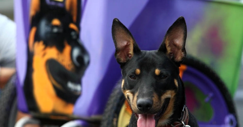Catadores de lixo têm suas carroças grafitadas no Rio de Janeiro durante o "Pimp My Carroça" (23/6/12) - Ricardo Cassiano/UOL