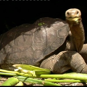 George fazia parte do programa de reprodução em cativeiro do Parque Nacional de Galápagos - Reprodução BBC