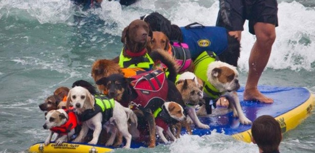 Cães surfam juntos durante competição na Calfórnia (EUA) - Dale Porter/Divulgação Facebook