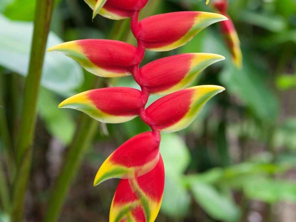 As plantas com pétalas, hastes e brácteas mais rígidas tendem a durar mais, como com a helicônia (Heliconia rostrata), espécie tropical muito utilizada como flor de corte - Getty Images