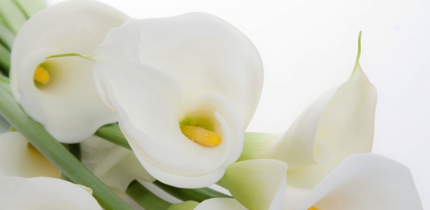 De coloração branca, as flores do copo de leite são firmes e duráveis; indicadas para arranjos florais - Getty Images