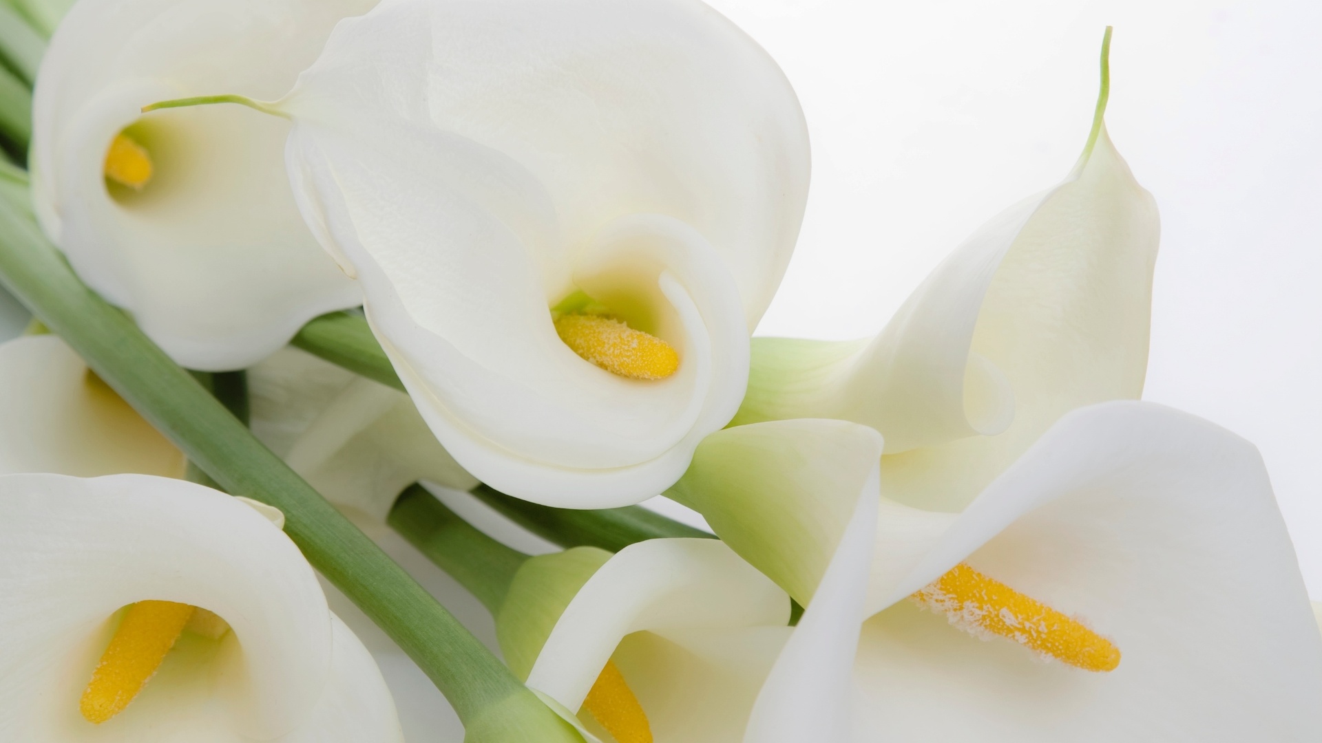 Associado a pureza, o copo de leite (Zantedeschia aethiopica) é excelente para arranjos florais. Sua folhagem é verde brilhante e muito ornamental. Já as flores são grandes, firmes e duráveis, de coloração branca. A seleção e o cruzamento com outras espécies têm gerado flores de outras cores, como o amarelo, o vermelho, o rosa, o laranja e o roxo. Em média um copo de leite dura de 10 a 15 dias depois do corte - Getty Images