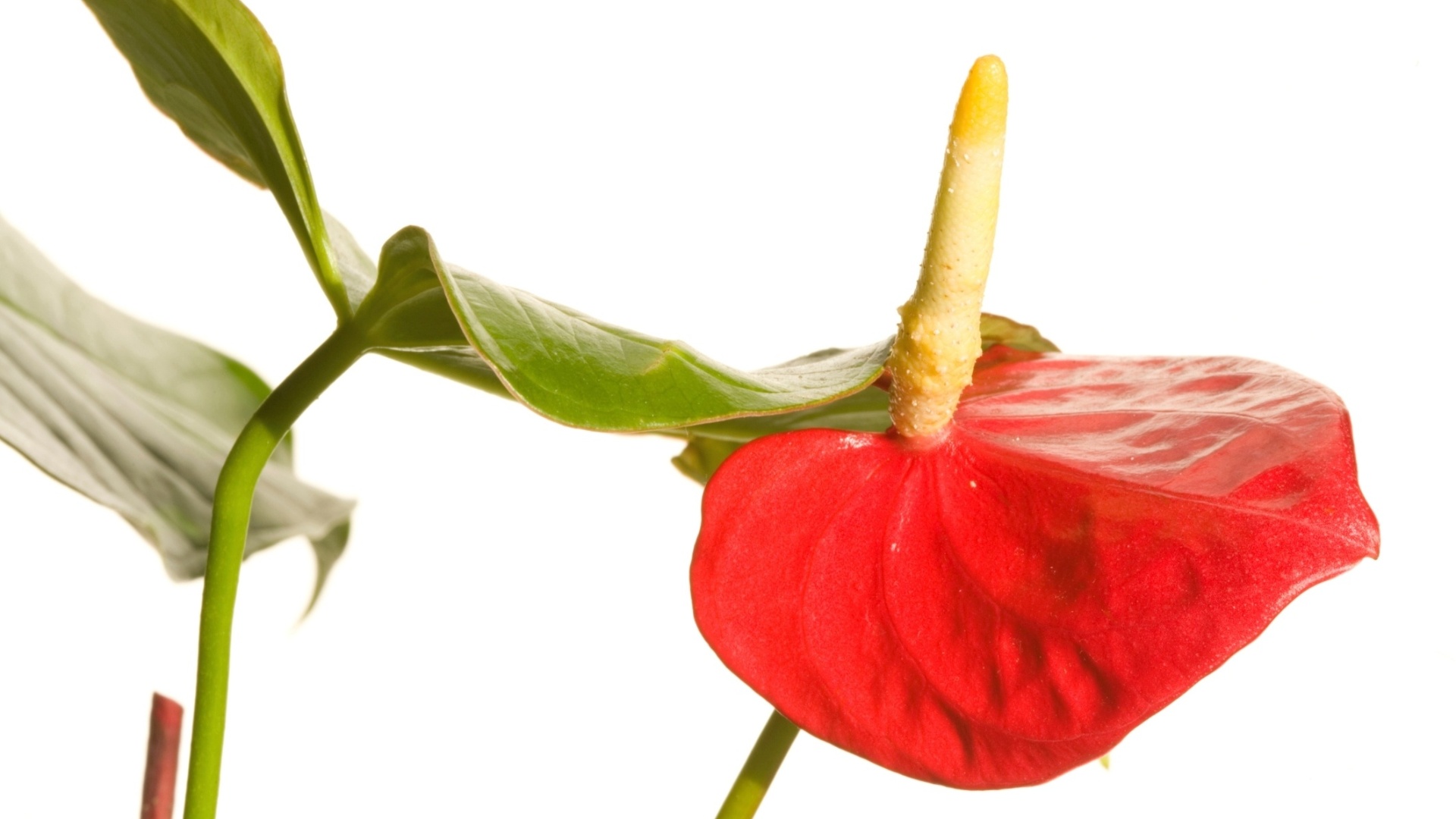 Comum em projetos de paisagismo, o antúrio (Anthurium andraeanum) apresenta boa durabilidade mesmo quando utilizado como flor de corte. Se bem cuidado, pode durar até duas semanas - até as variedades brancas, que são mais sensíveis - Getty Images