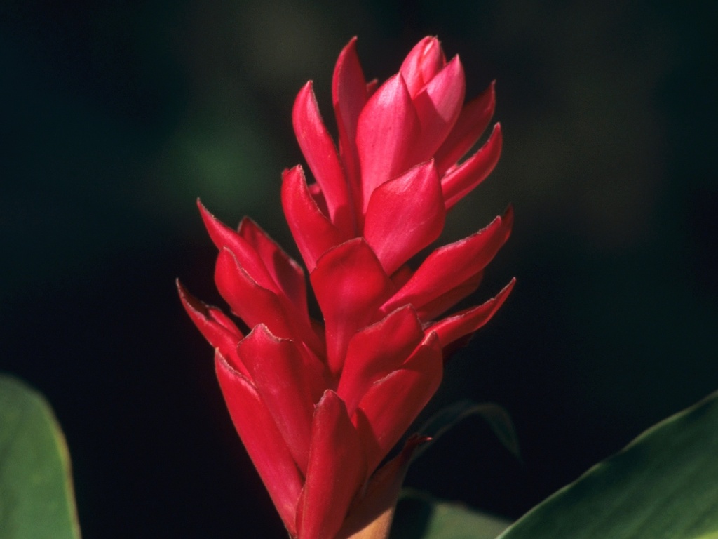De porte médio, a alpínia (Alpinia purpurata) é bastante utilizada em arranjos tropicais. Rústica, esta planta produz flores pequenas de coloração branca e brácteas vermelhas ou róseas, em hastes eretas - Getty Images