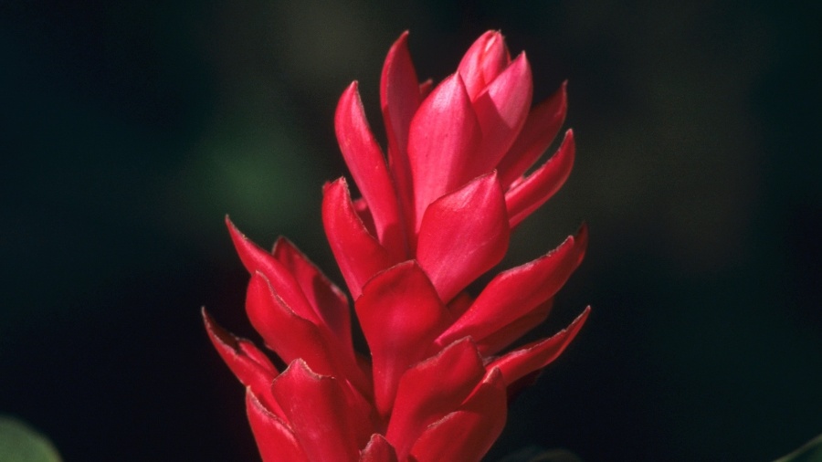 De porte médio, a alpínia (Alpinia purpurata) é bastante utilizada em arranjos tropicais