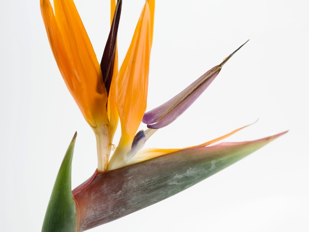 Muito ornamental, a estrelizia (Strelitzia reginae) é uma planta rústica, indicada para quem prioriza a durabilidade e não quer ter muita preocupação. Suas flores podem se manter bonitas por até quinze dias - Getty Images