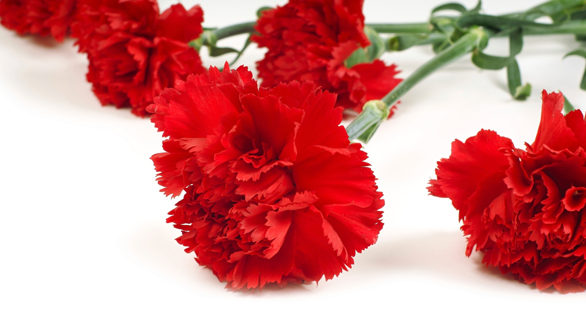 Muito popular como flor de corte, o cravo (Dianthus caryophyllus) é relativamente durável. Além do aroma suave, tem flores dobradas com as bordas recortadas nas cores branca, rosa, vermelha e amarela, com diversas tonalidades e mesclas - Getty Images