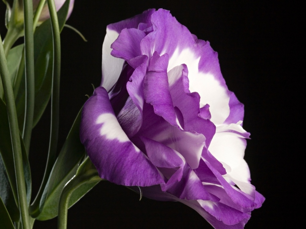 O lisianto (Eustoma grandiflorum) é uma planta de flores muito duráveis, grandes e podem ser simples, semidobradas ou dobradas, de coloração azul, rosa, violeta ou branca, além de mesclas e tonalidades intermediárias. É muito usada para decorar ambientes, formar ramalhetes e compor buquês de noivas - Getty Images