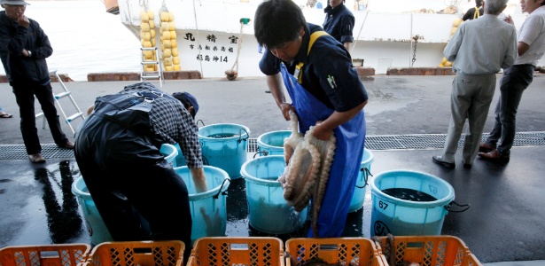Polvos são descarregados no porto que serve Soma, no Japão; a pesca já foi retomada perto da usina nuclear de Fukushima